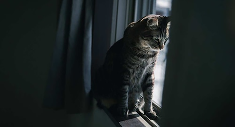 猫専用の大切な部屋選びの6つポイントと部屋作りの9つの工夫するべき点